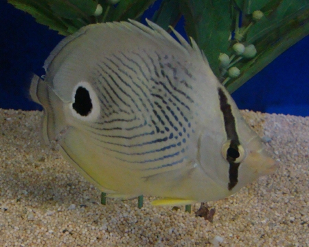  Chaetodon capistratus (Foureye Butterflyfish, Mock-eye Butterflyfish)